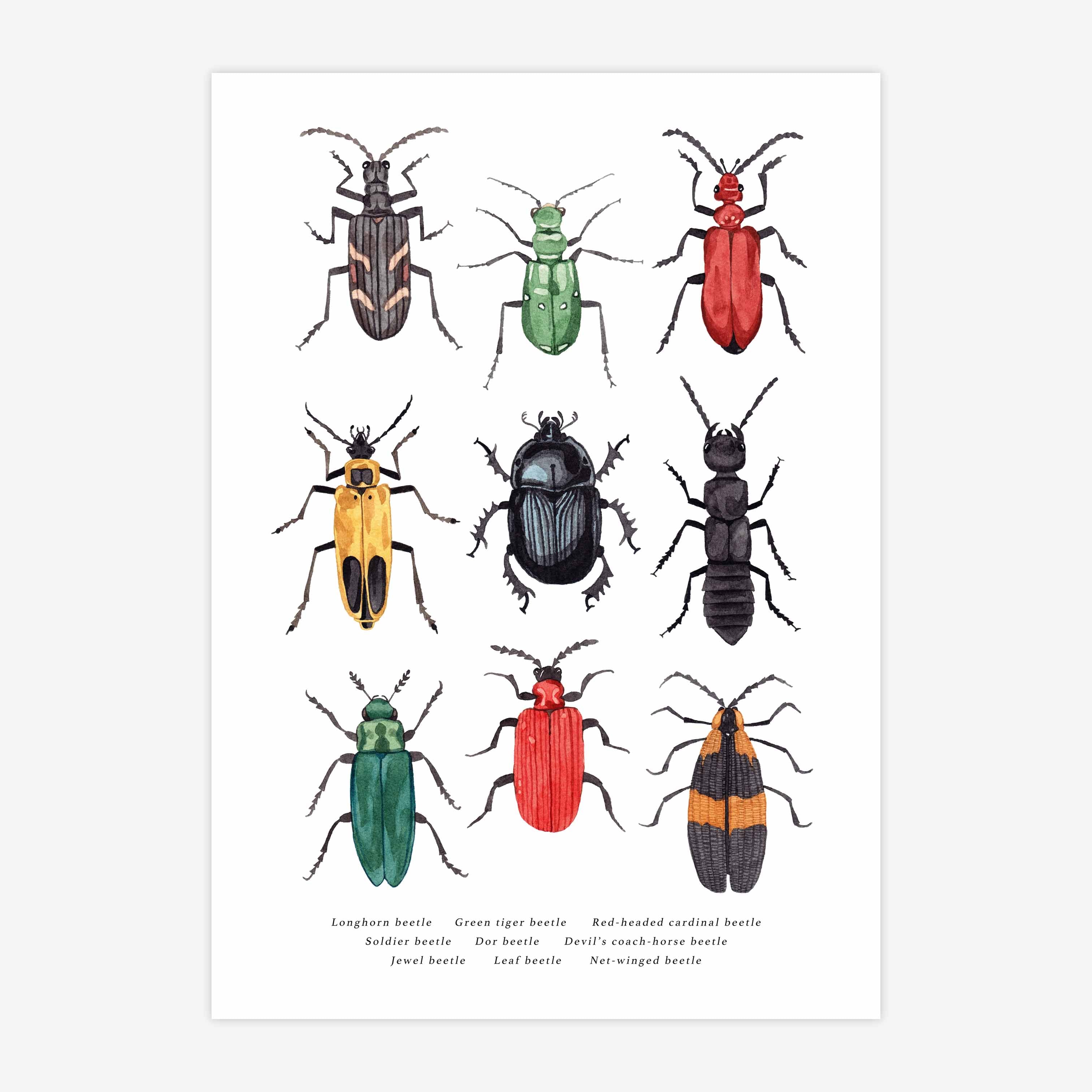 British Beetles Print – Handmade Nottingham